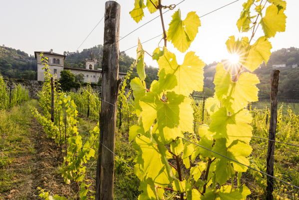 Sunrise on the ancient monastery of Astino surrounded by vineyards Longuelo, Province of Bergamo, Lombardy, Italy, Europe