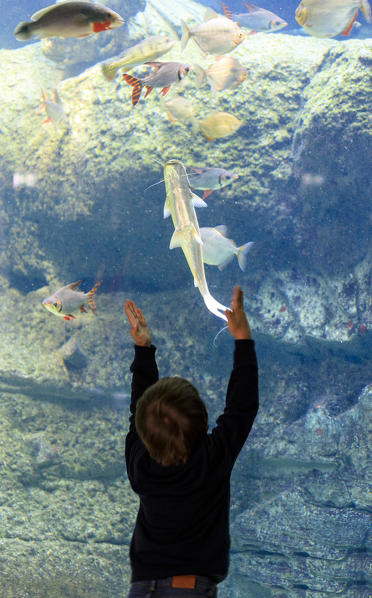 Child looks at fishes through the glass window, Aquarium of Den Bla Planet, Kastrup, Copenhagen, Denmark