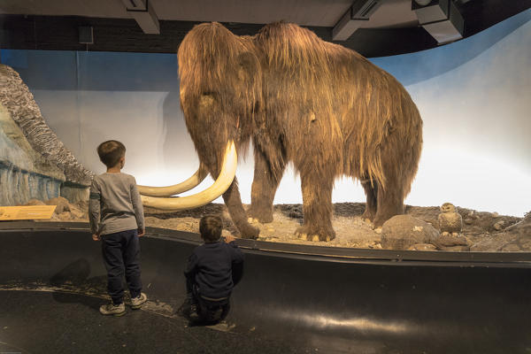 Children look the mammoth from the glass window, Zoological Museum, University of Copenhagen, Denmark