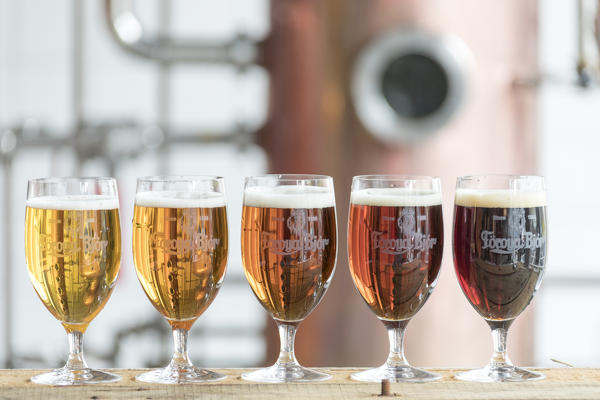 Close up of glasses of beer, Foroya Bjor family brewery, Klaksvik, Bordoy Island, Faroe Islands