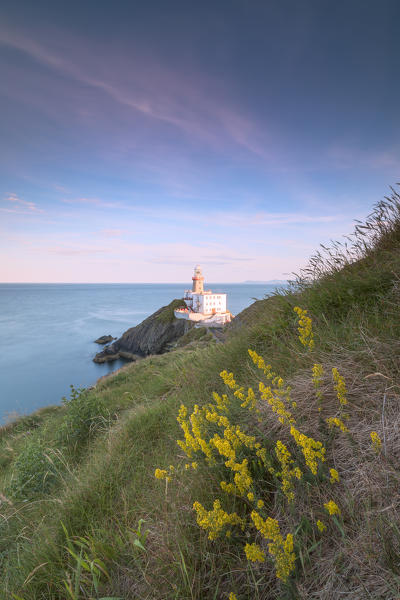 Wild flowers with Baily Lighthouse in the background, Howth , County Dublin, Ireland