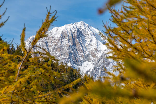 Mont Blanc (Monte Bianco) between colored larches,from Lago Arpy (Arpy Lake) , Aosta Valley, Italy, Europe