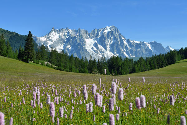 Mont Blanc (Monte Bianco) from Petosan, between San Carlo Pass and la Thuile, Aosta Valley, Italy, Europe