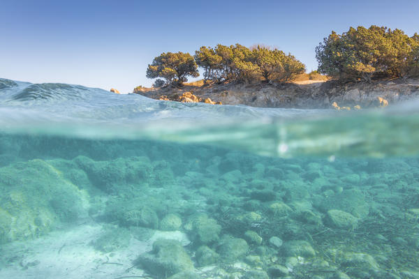 Half underwater photo with the sea bed and trees in Rena Bianca beach in Portisco (Olbia) Costa Smeralda, Olbia-Tempio province, Sardinia district, Italy
