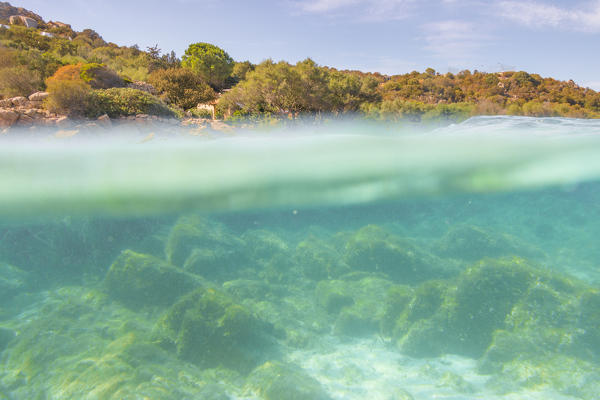 Half underwater photo with the sea bed and trees in arinella (Olbia), Olbia-Tempio province, Sardinia district, Italy