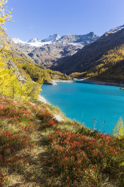 Place Moulin dam and blueberry plants in autumn, Bionaz, Aosta Valley, Italy