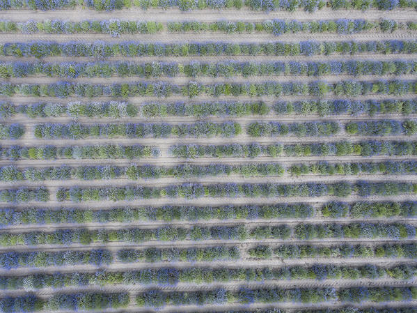 Aerial view of lavender field, Bard, Aosta Valley, Italy