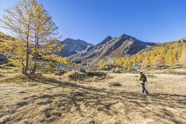 Hikers walks in Arpy Valley in autumn admiring golden larches, Morgex, Aosta Valley, Italy, Europe