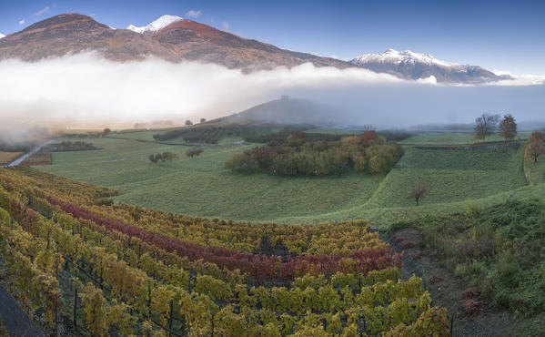 Vineyards in foggy day in autumn, Aymavilles, Aosta Valley, Italy, 