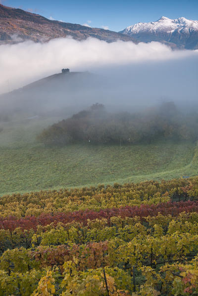 Vineyards in foggy day in autumn, Aymavilles, Aosta Valley, Italy, 