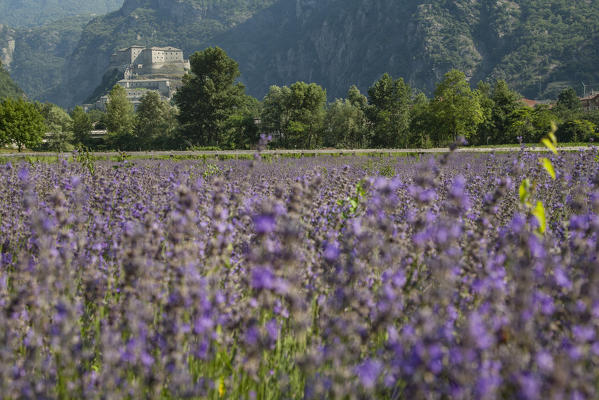 Lavender field and Forte di Bard, Bard, Aosta Valley, Italy