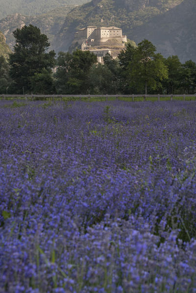 Lavender field and Forte di Bard, Bard, Aosta Valley, Italy