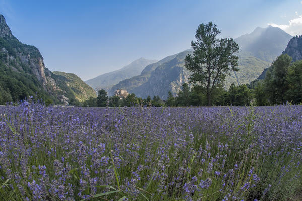Lavender field and Forte di Bard, Bard, Aosta Valley, Italy