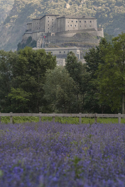 Lavender field and Forte di Bard, Bard, Aosta Valley, Italy