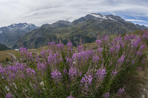 Flowering with views of the Rutor glacier, Valgrisenche, Aosta Valley, Italy