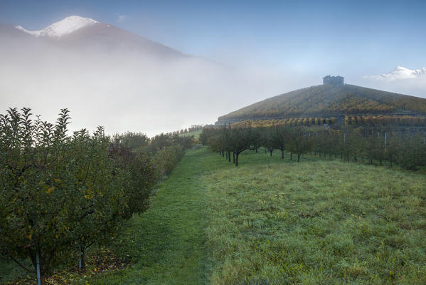 Vineyards and apple orchard in foggy day in autumn, Aymavilles, Aosta Valley, Italy, 