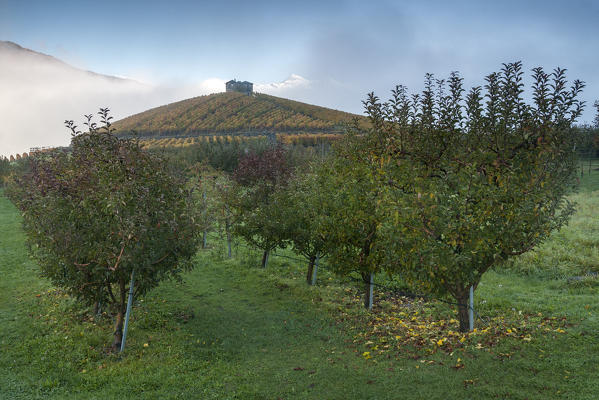 Vineyards and apple orchard in foggy day in autumn, Aymavilles, Aosta Valley, Italy, 