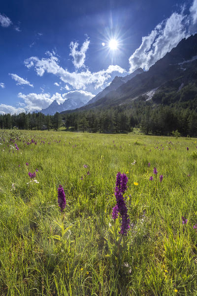 Alpine orchids in Val Ferret, Courmayeur, Aosta Valley, Italy