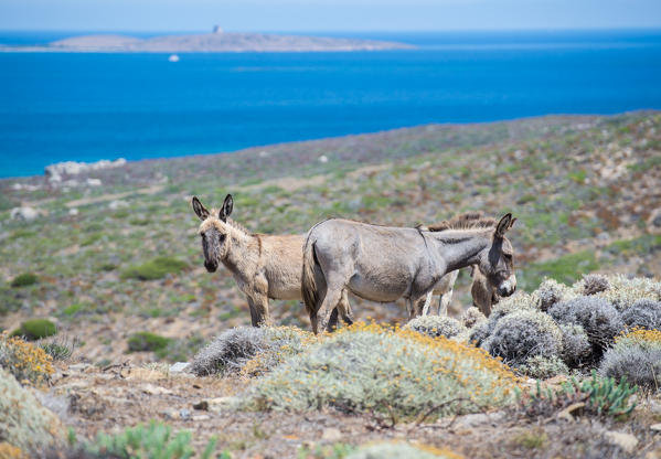 Donkeys in National Park of Asinara Island, Sassari province, Sardinia, Italy, Europe.