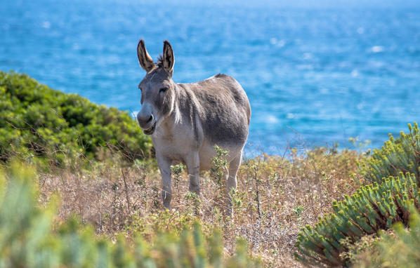 Donkey in National Park of Asinara Island, Sassari province, Sardinia, Italy, Europe.