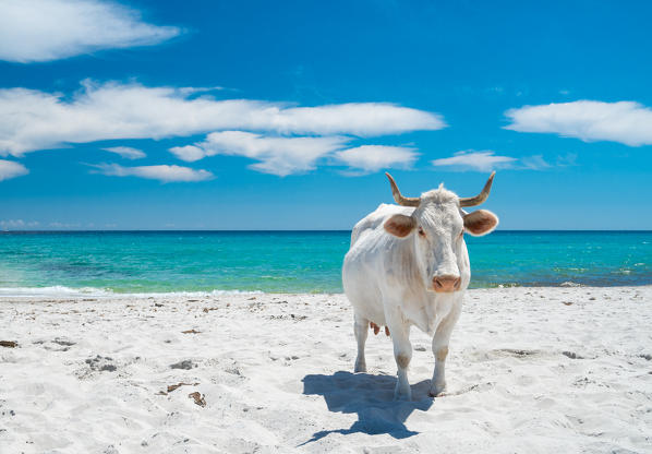 Cow on the beach, Siniscola, Nuoro province, Sardinia, Italy, Europe.
