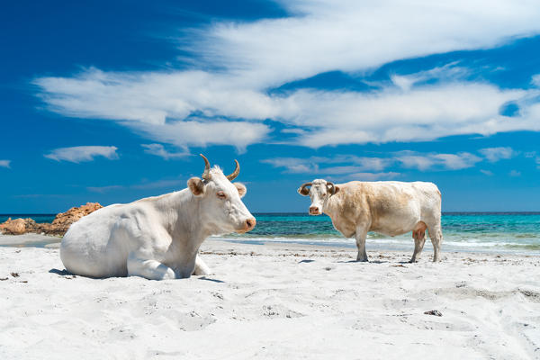 Cows on the beach, Siniscola, Nuoro province, Sardinia, Italy, Europe.