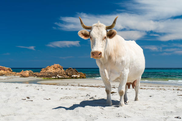 Cow on the beach, Siniscola, Nuoro province, Sardinia, Italy, Europe.
