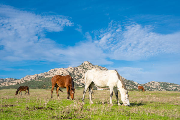 Horses, National Park of Asinara Island,Porto Torres, Sassari province, Sardinia, Italy, Europe.