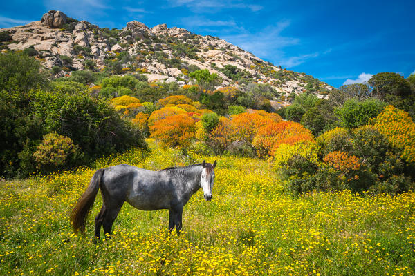 Horse, National Park of Asinara Island,Porto Torres, Sassari province, Sardinia, Italy, Europe.