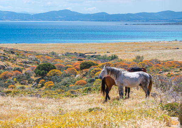 Horses, National Park of Asinara Island,Porto Torres, Sassari province, Sardinia, Italy, Europe.