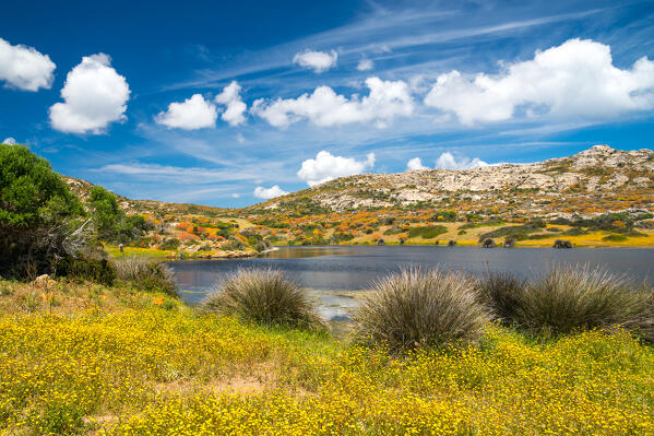 Spring in National Park of Asinara Island,Porto Torres, Sassari province, Sardinia, Italy, Europe.