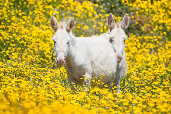 White donkeys in National Park of Asinara Island, Sassari province, Sardinia, Italy, Europe.