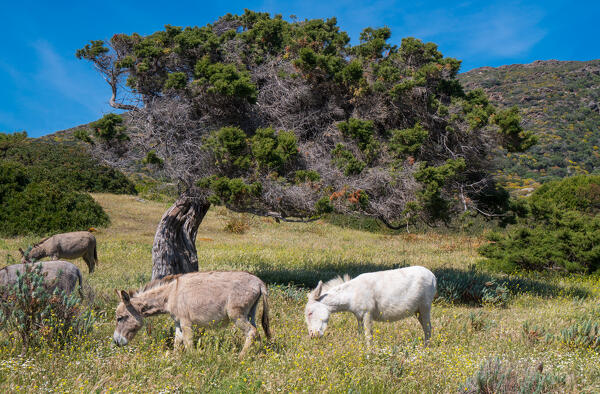Donkeys in National Park of Asinara Island, Sassari province, Sardinia, Italy, Europe.