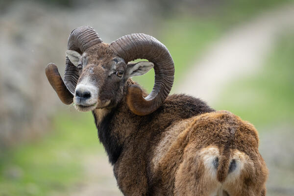 Mouflon, National Park of Asinara Island,Porto Torres, Sassari province, Sardinia, Italy, Europe.