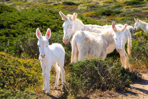 White donkeys in National Park of Asinara Island, Sassari province, Sardinia, Italy, Europe.