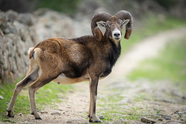 Mouflon, National Park of Asinara Island,Porto Torres, Sassari province, Sardinia, Italy, Europe.
