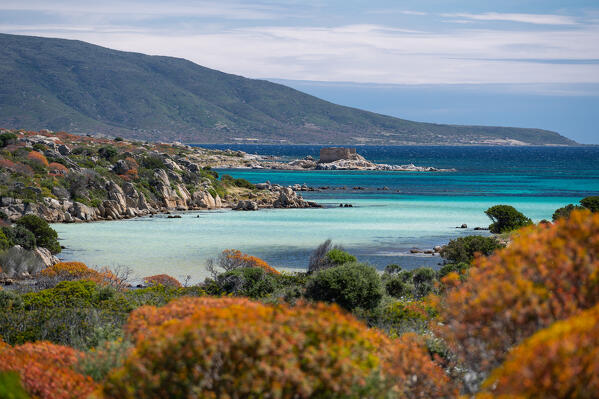 Spring in National Park of Asinara Island,Porto Torres, Sassari province, Sardinia, Italy, Europe.