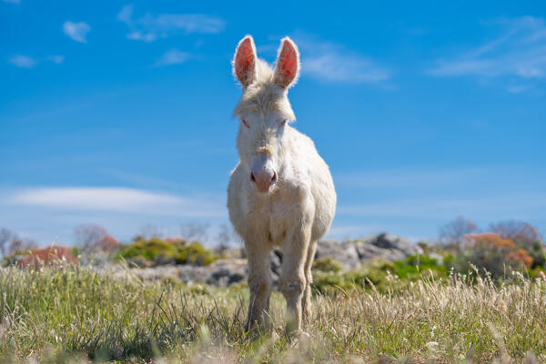 White donkey in National Park of Asinara Island, Sassari province, Sardinia, Italy, Europe.