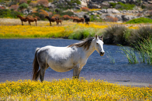 Horses, National Park of Asinara Island,Porto Torres, Sassari province, Sardinia, Italy, Europe