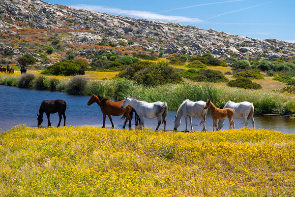Horses, National Park of Asinara Island,Porto Torres, Sassari province, Sardinia, Italy, Europe.