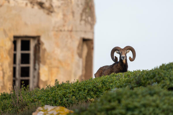 Mouflon, National Park of Asinara Island,Porto Torres, Sassari province, Sardinia, Italy, Europe.