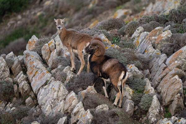 Mouflons, National Park of Asinara Island,Porto Torres, Sassari province, Sardinia, Italy, Europe.