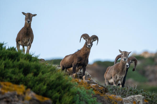Mouflons, National Park of Asinara Island,Porto Torres, Sassari province, Sardinia, Italy, Europe,