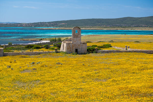 Spring in National Park of Asinara Island,Porto Torres, Sassari province, Sardinia, Italy, Europe.
