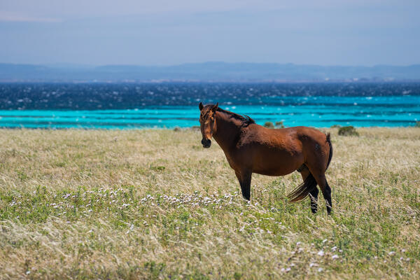 Horse in National Park of Asinara Island,Porto Torres, Sassari province, Sardinia, Italy, Europe.