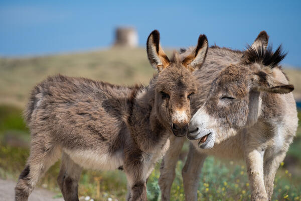 Donkeys in National Park of Asinara Island, Sassari province, Sardinia, Italy, Europe.