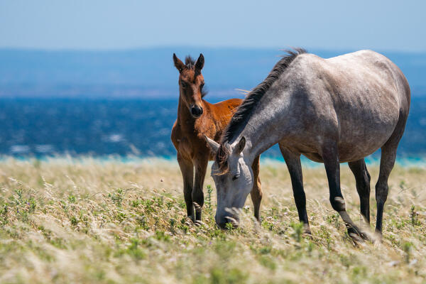 Horses, National Park of Asinara Island,Porto Torres, Sassari province, Sardinia, Italy, Europe.