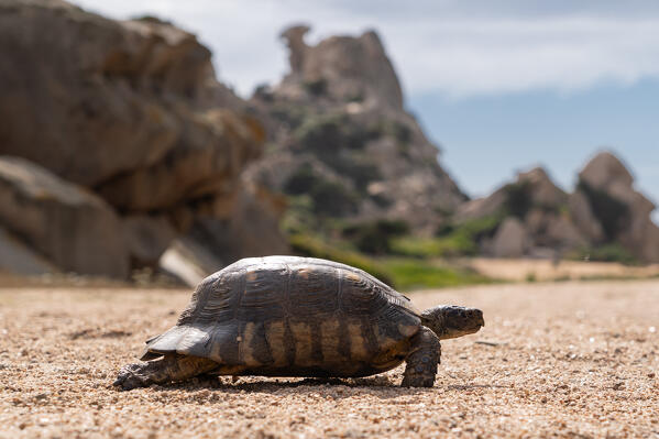 Land turtle in Capo Testa, Santa Teresa di Gallura, Sassari province, Sardinia, Italy, Europe.
