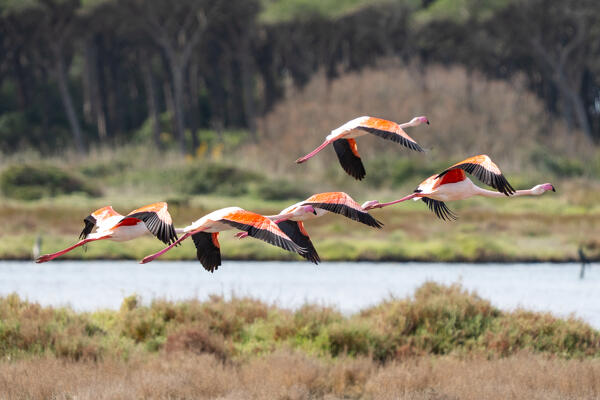 Pink flamingos in Cabras lagoon, Oristano province, Sardinia, italy, europe.