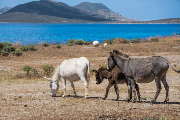 Donkeys in National Park of Asinara Island, Sassari province, Sardinia, Italy, Europe.